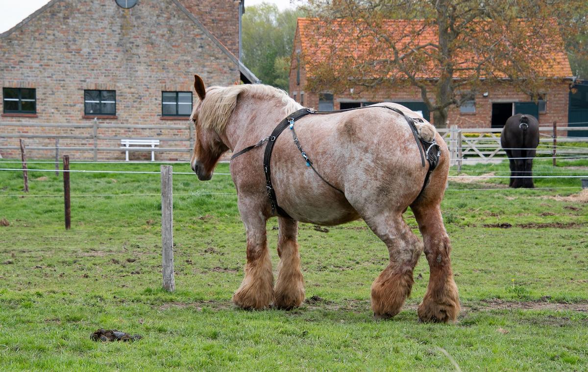 Caballo de tiro.