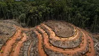 El mundo pierde 80 millones de hectáreas de bosque en veinte años: el equivalente a talar toda España