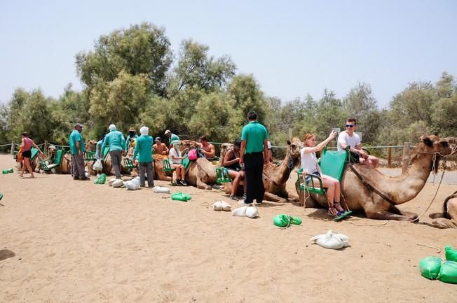 Reportaje excursiones con camellos en las Dunas ...