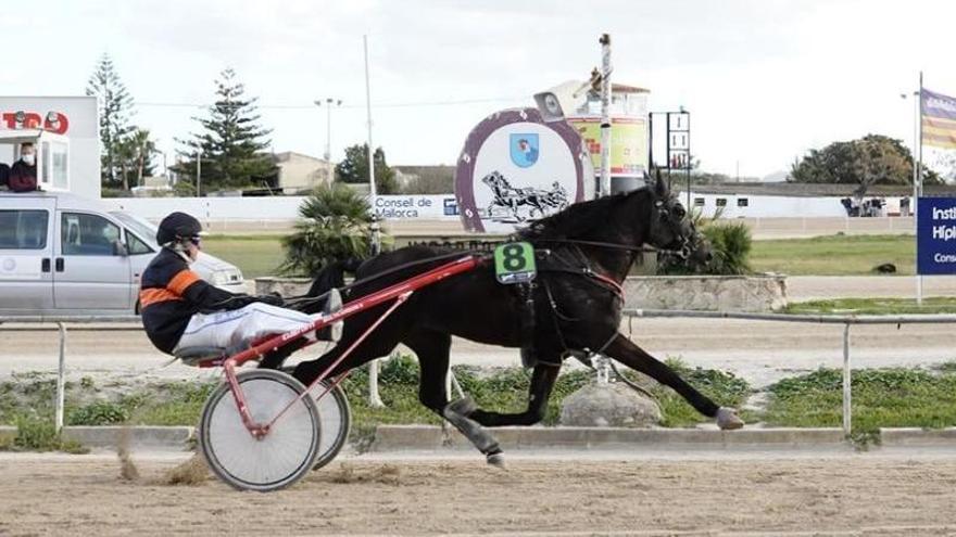 Doblete de Guillem Andreu en el Hipòdrom de Manacor