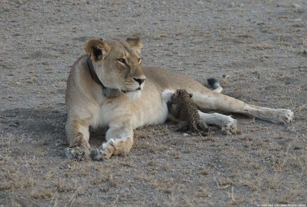 A leopard cub is seen suckling on a lioness in ...