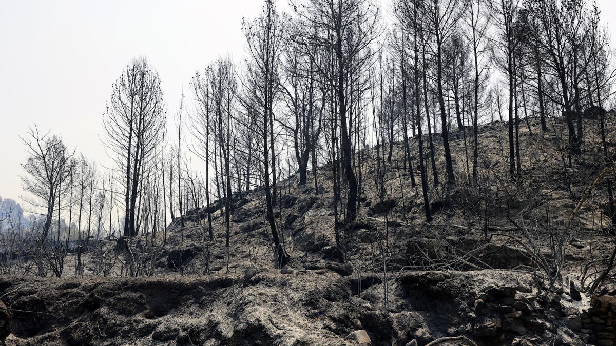 Así ha quedado ela zona afectada por el incendio de Azuébar