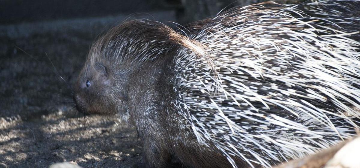 Vigozoo subasta 89 animales