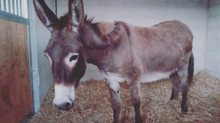 Buscan al dueño de un burro hallado en Benicarló