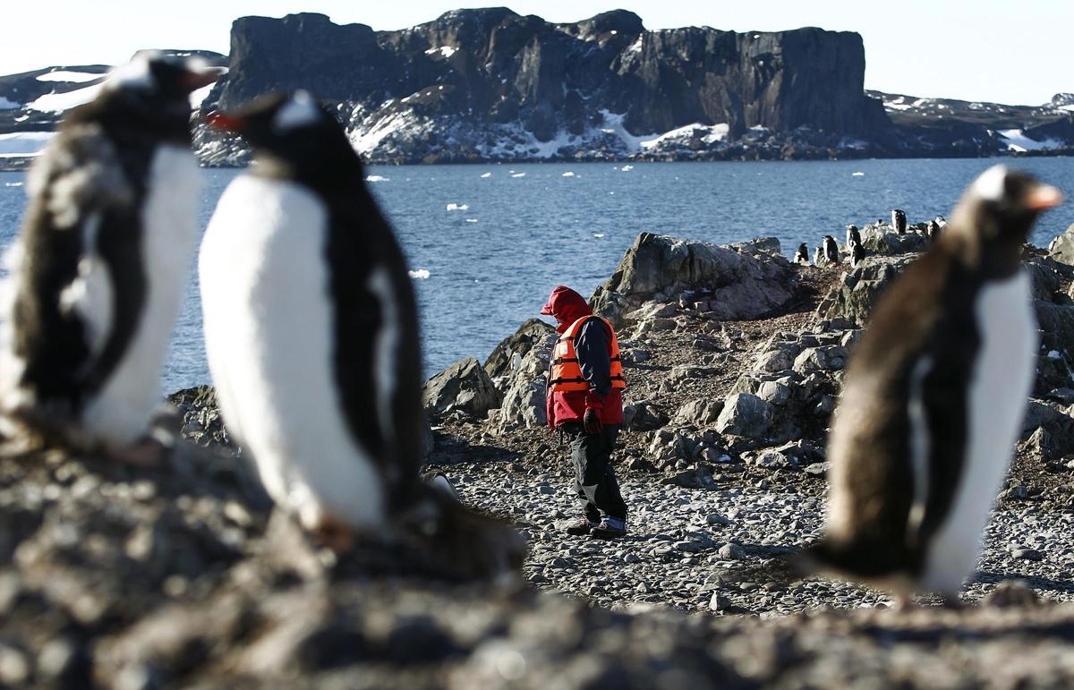 El estudio participado por la USC revela que las aves marinas actúan como vectores biológicos, transfiriendo contaminantes del mar a los ecosistemas terrestres antárticos