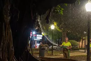 Alicante refuerza el riego nocturno de sus ficus para protegerlos del calor