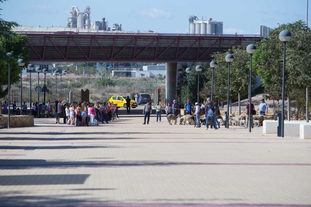 Ovejas por la Universidad