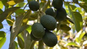 Un árbol con aguacates.