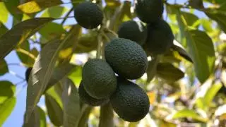 ¿Cómo plantar un aguacate? Pasos y cuidados