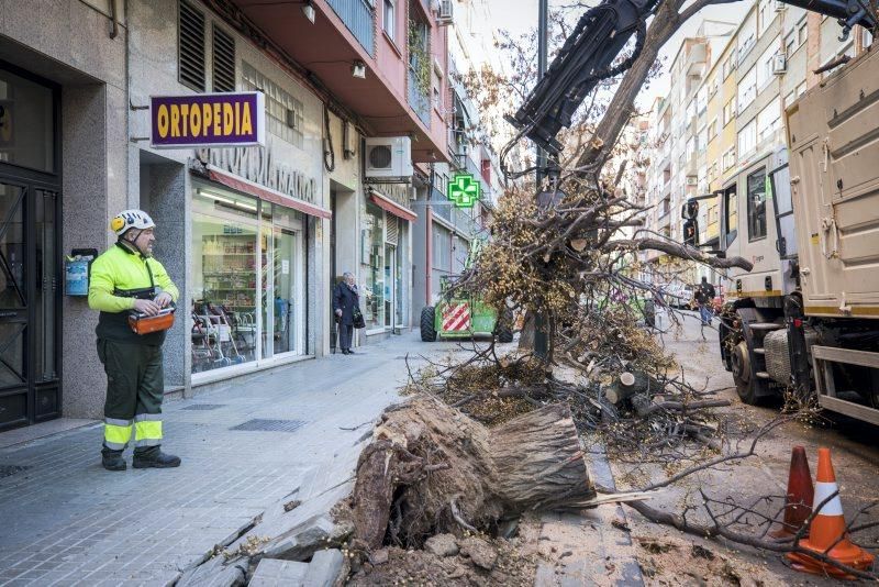 Árbol caído en la Calle Escultor Palao