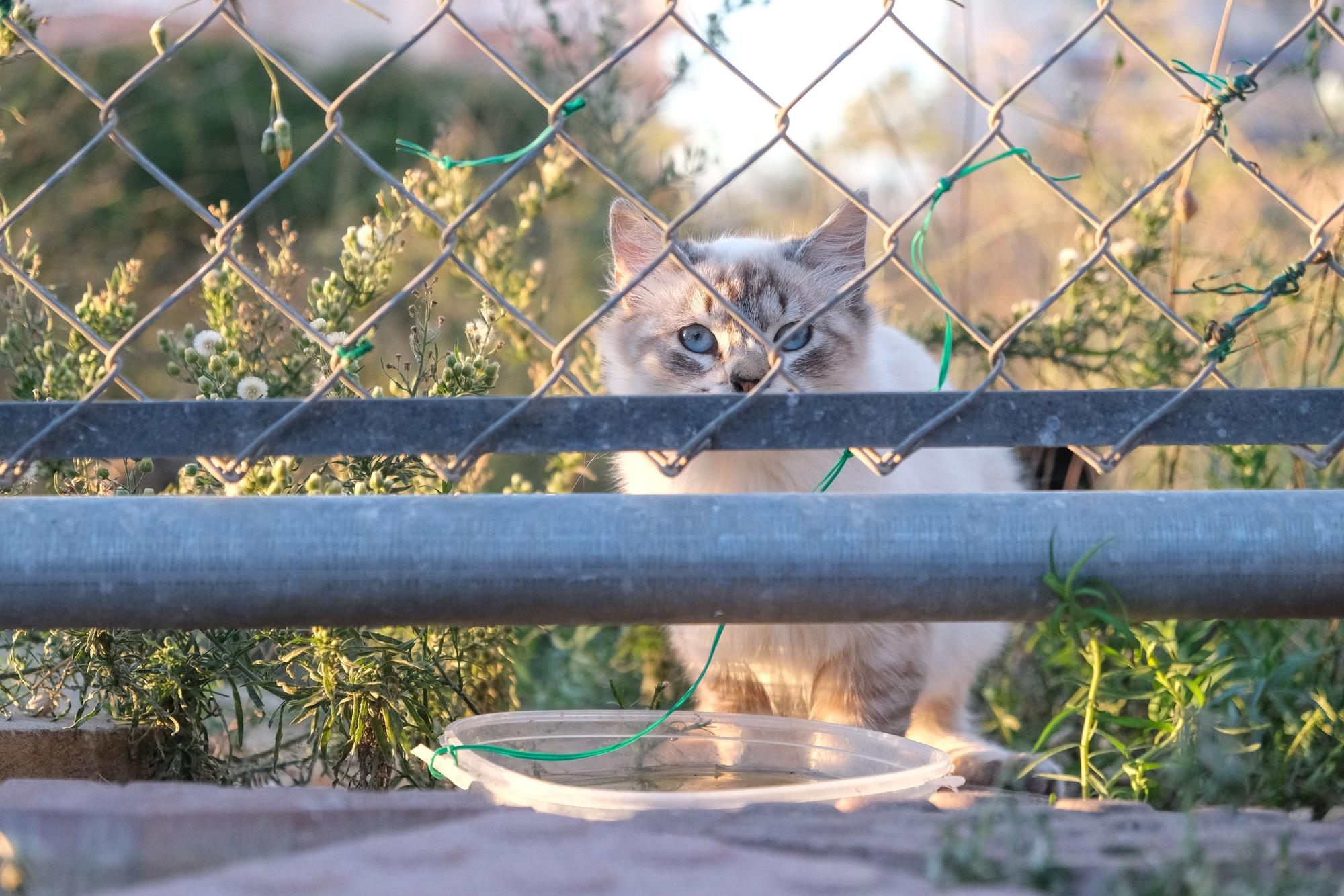 La Asociación Animalia de Guardamar trabaja en el control de colonias felinas en la localidad