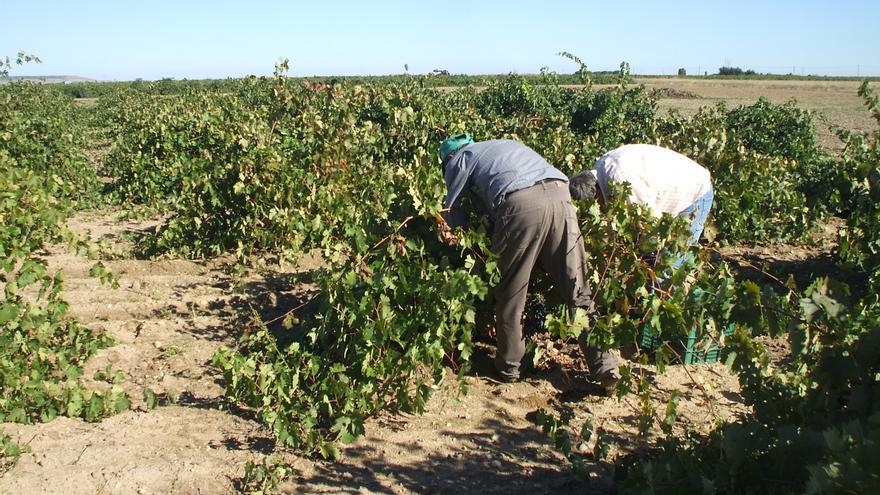 Un proyecto estudia mantener la calidad del vino ante el cambio climático