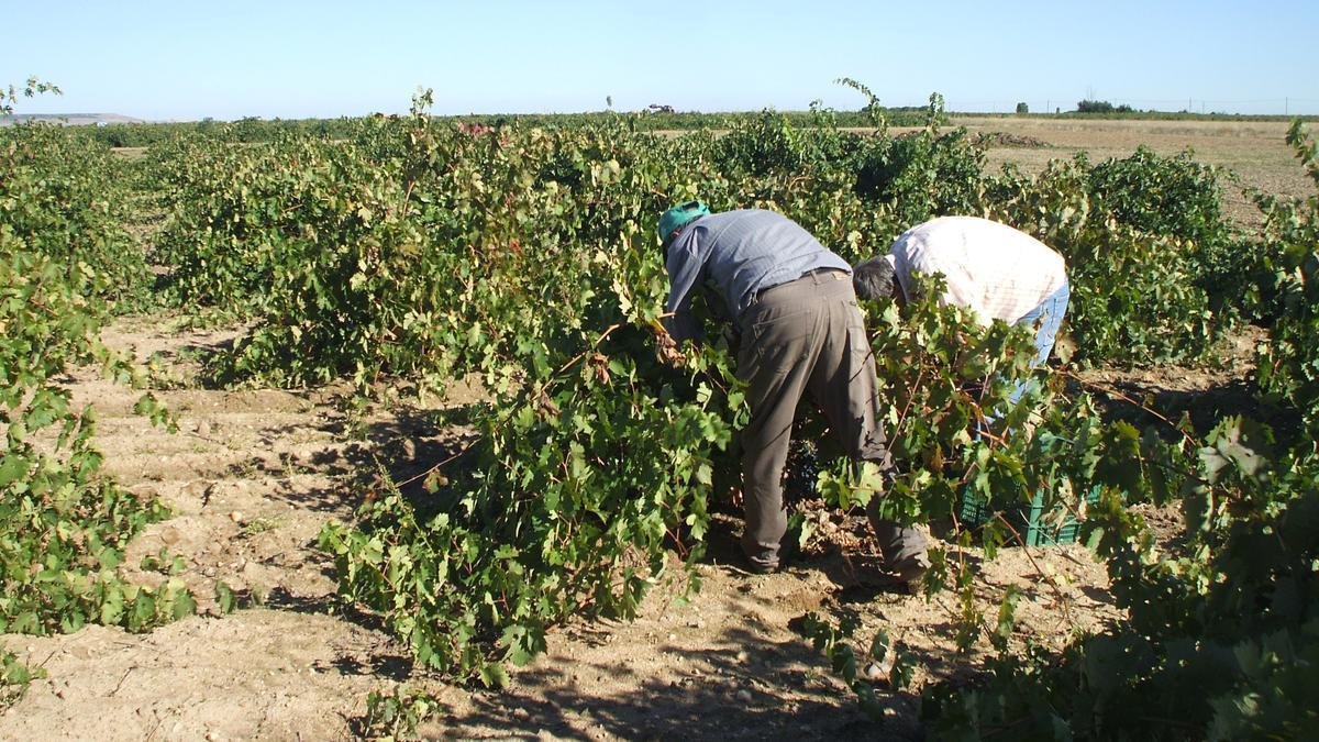 Vendimia en la campiña toresana