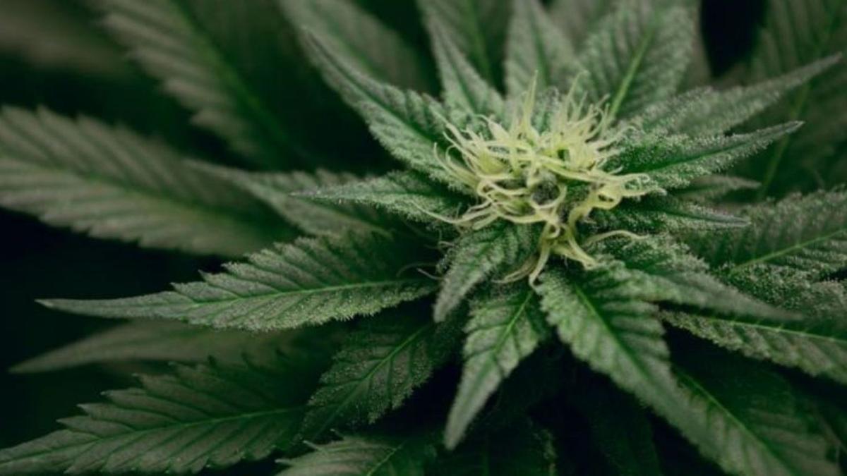 Una planta de cannabis, la cual se utiliza para diversos estudios científicos.