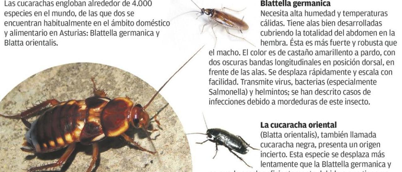 La Cámara sufre una plaga de cucarachas que afecta a varios bloques de viviendas