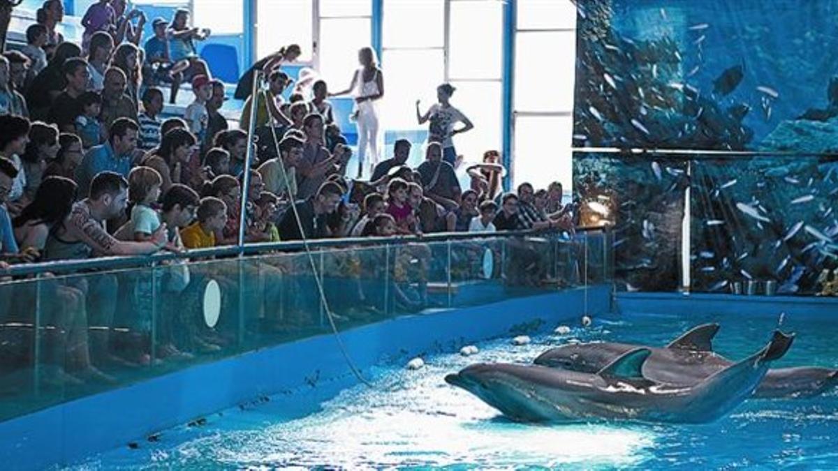 Delfinario del Zoo de Barcelona en plena demostración de las habilidades de estos mamíferos cetáceos.