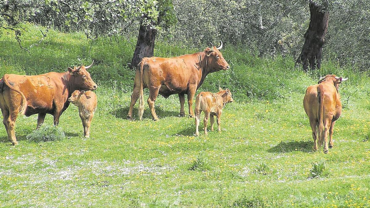 El ganado bovino es ramoneador y controla el estrato de matorral y arbustivo.