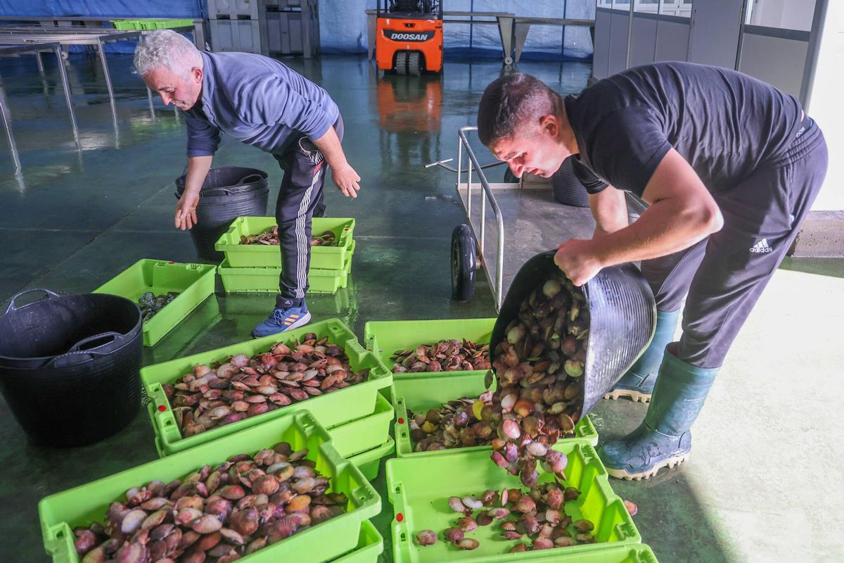 La llegada de la volandeira a la lonja cambadesa, esta tarde.