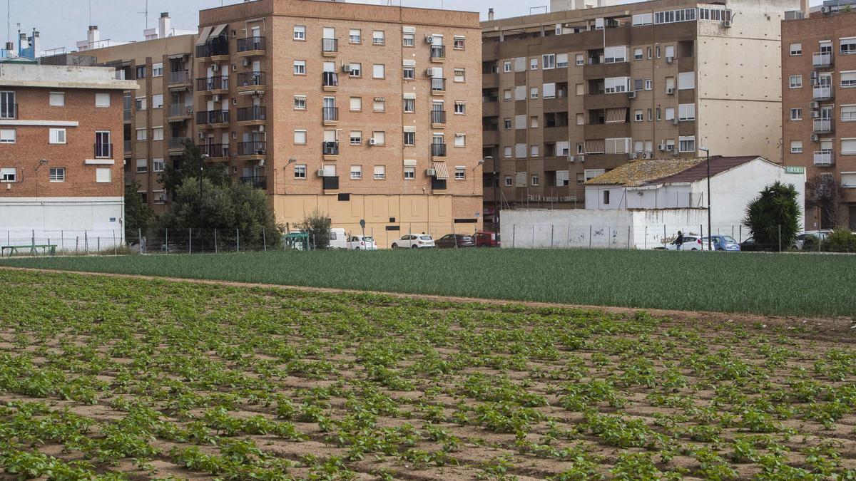 La huerta de València convive con la gran ciudad que es.