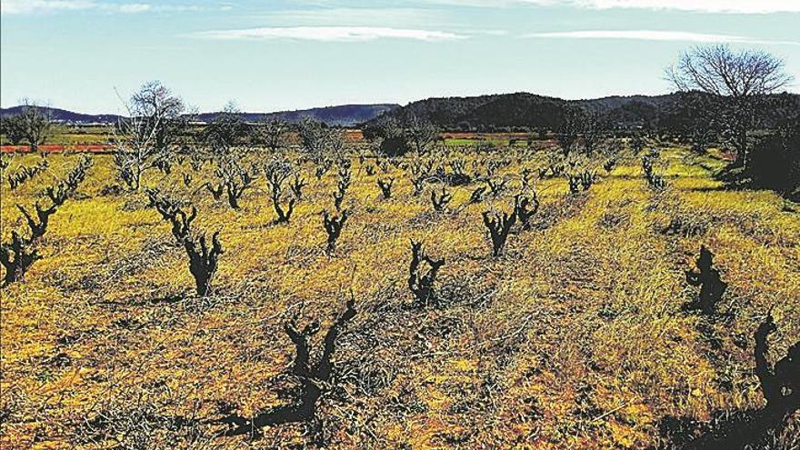 Bodega Flors tiene lista  la nueva añada de Clotàs