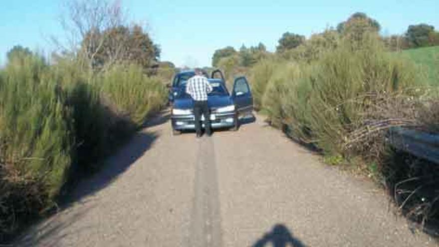 La maleza invade la carretera.