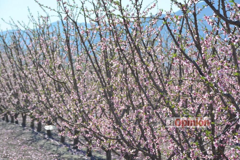 Comienza la Floración de Cieza