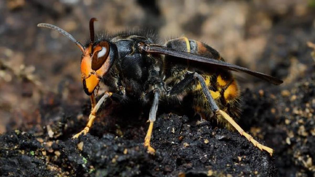 Vespa Asiàtica-Vespa Velutina