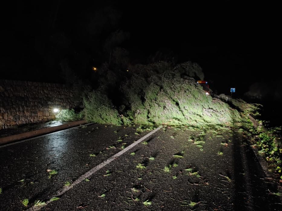 Cae un pino en Valldemossa