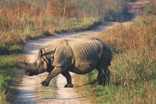 Chitwan, la selva del Himalaya