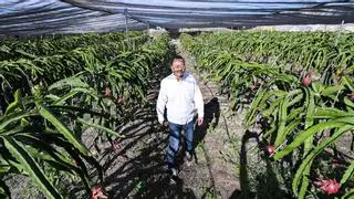 "Ven, disfruta y llévate una fruta", en la UA