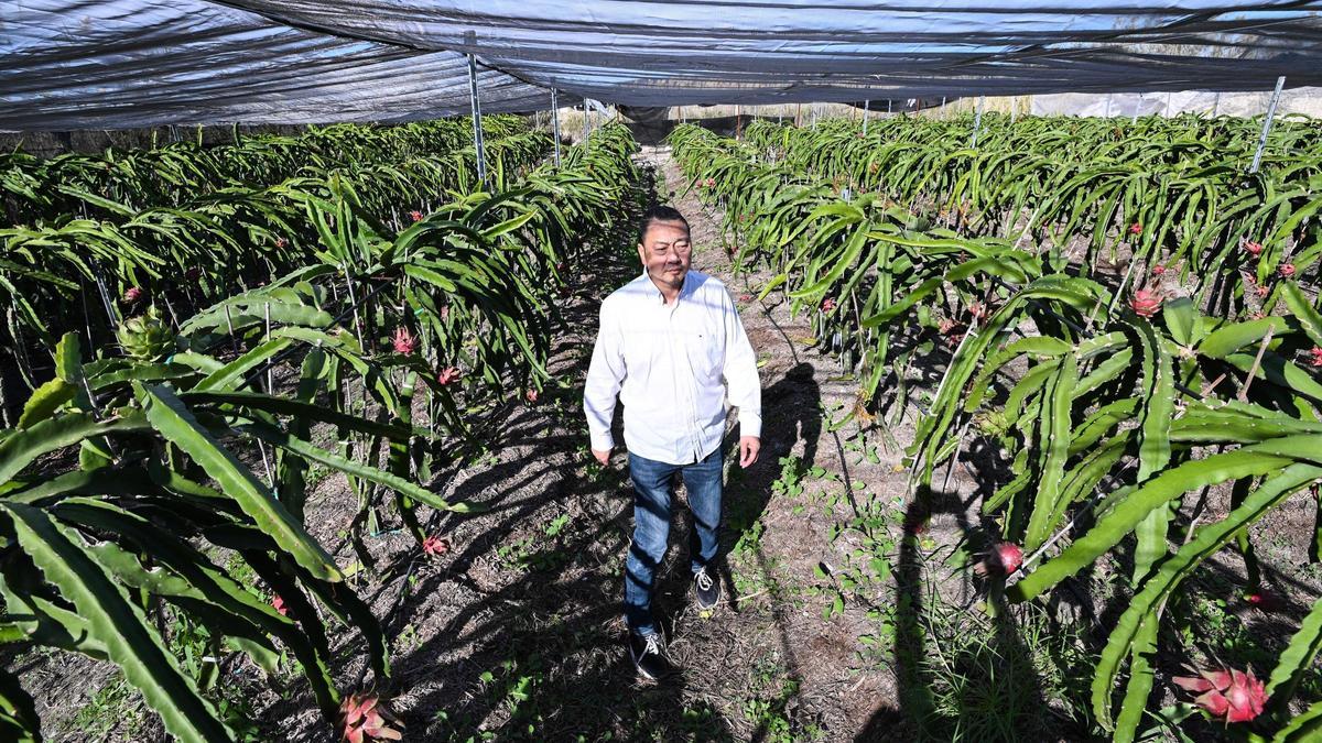 La fruta del dragón llega al campo de Elche