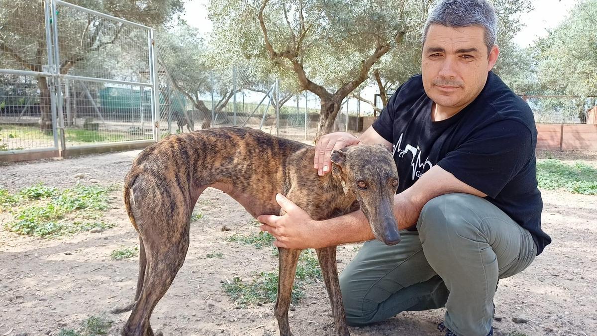 Uno de los galgos rescatados junto a un miembro de la protectora de animales.