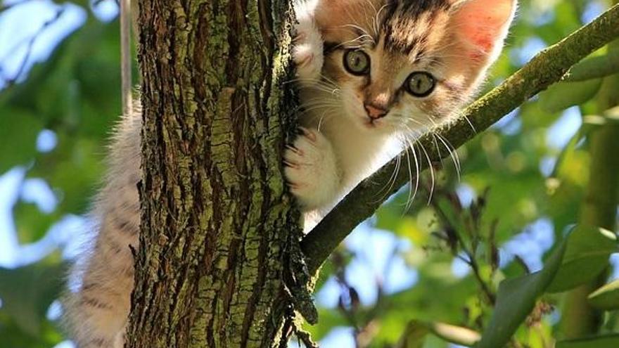 A mi gato le gusta subir a los árboles