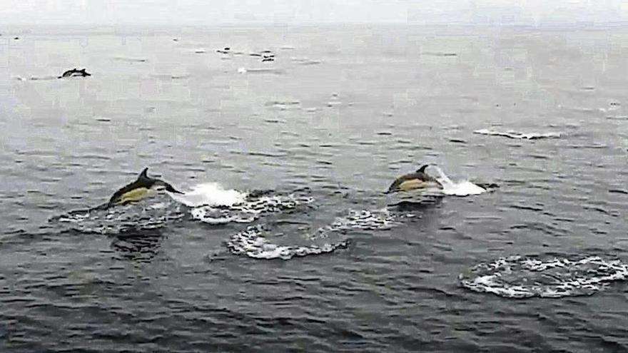 Miles de delfines comunes pasaron en agosto cerca de las Cíes. // Bottlenose Dolphin Research Institute (BDRI)