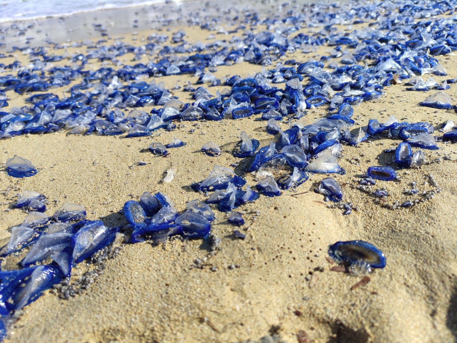 Aparecen cientos de miles de medusas en una playa de Ibiza