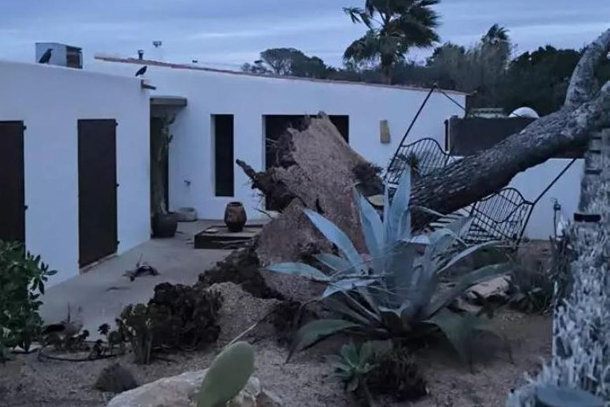 El pino derribado en la casa de Comte. | D.I.