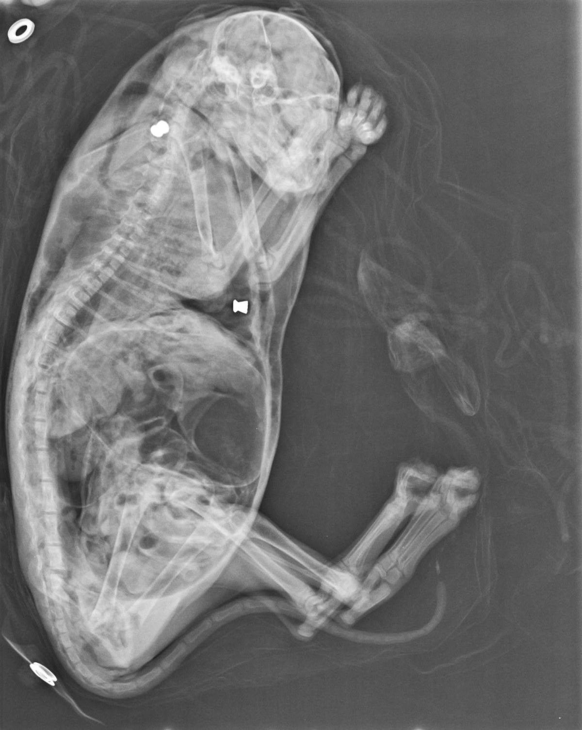 Radiografía del gato muerto, que presenta dos perdigones, uno en el lomo y otro en el abdomen.