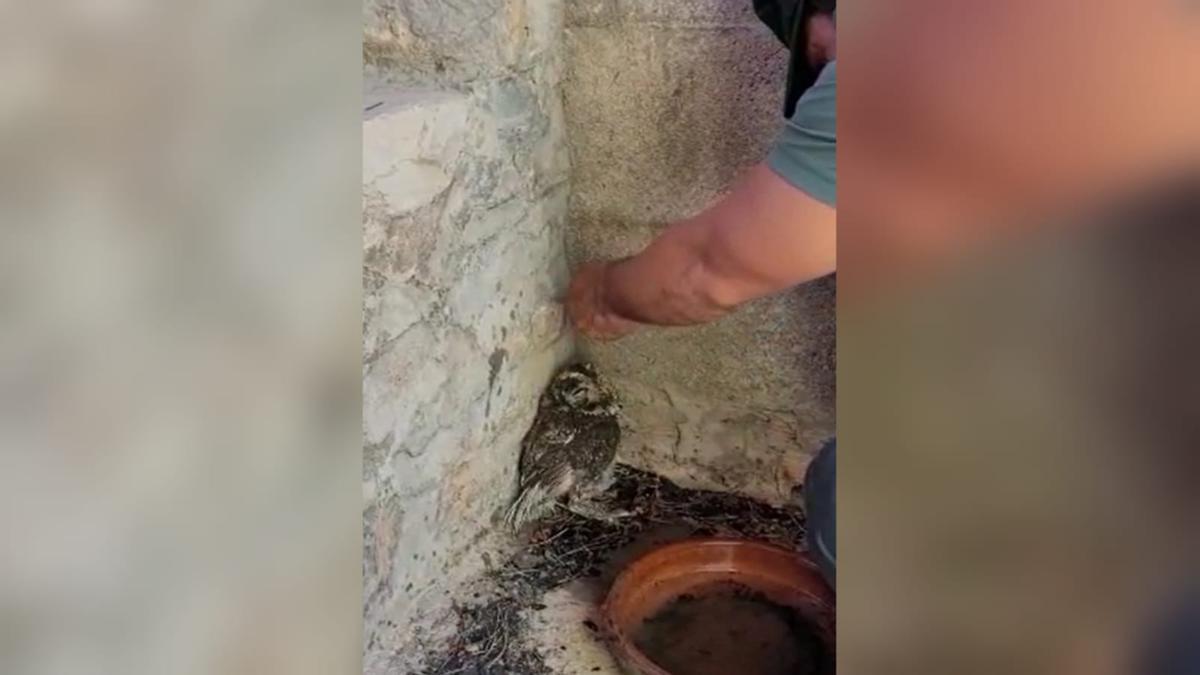 Vídeo: 'Torás', el búho rescatado por la Guardia Civil durante el incendio