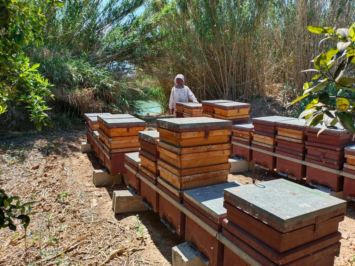El apicultor Guillermo Rosell junto a sus colmenas de abejas.