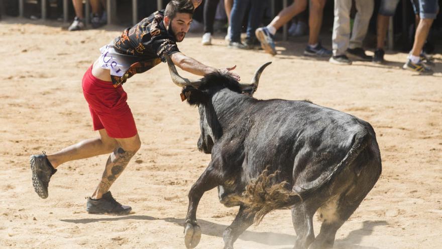 Los taurinos defienden los &quot;bous al carrer&quot; como parte del mundo rural