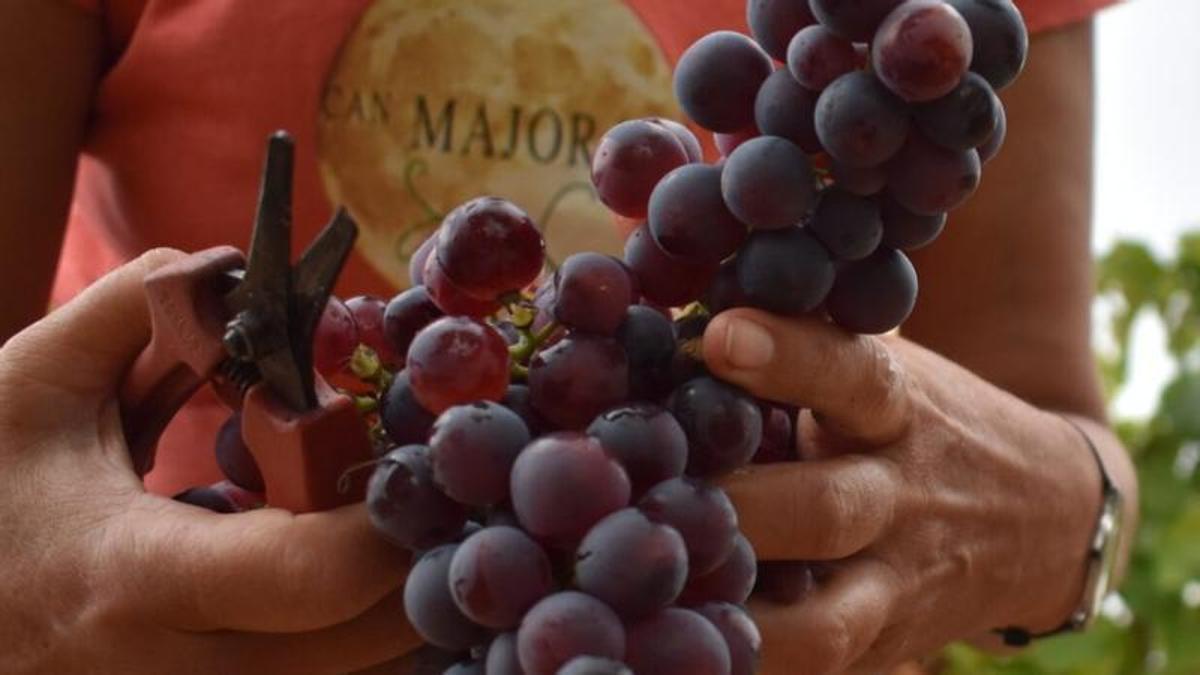 In der Bodega Can Majoral arbeiten alle aus Leidenschaft für den Weinbau.