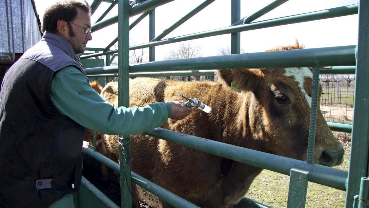 Vacunación de una vaca contra el virus de la lengua azul en una exployación de Zamora.