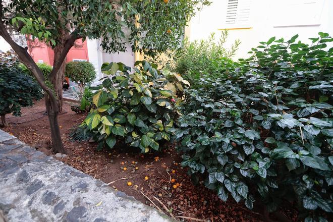 Vecinos de La Salud denuncia la presencia de ratas en los jardines