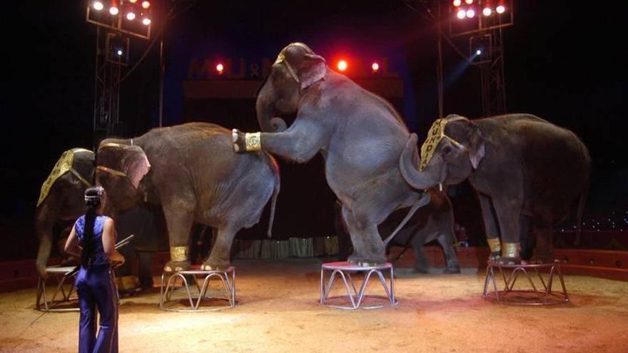 Azcón pide a la DGA que aclare la polémica con el circo de animales