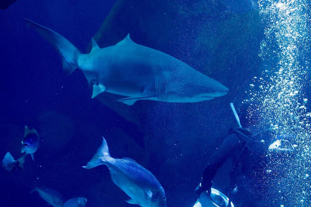 Los tiburones "Currín" y "Elisa", grandes reclamos del Acuario de Gijón (en imágenes)
