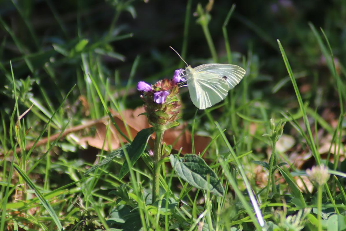 Ejemplar de Pieris Rapae, una de las mariposas blancas más comunes, fotografiada en el barrio de Nuevo Cáceres.