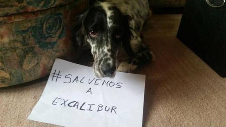 Los famosos apoyan al perro Excalibur en las redes sociales