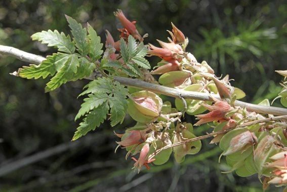 In Ariant blühen die mediterranen Pflanzen um die Wette. In dem von Heidi Gildemeister entworfenen Garten wird vieles den Launen der Natur und dem Zufall überlassen. Aber nicht alles.