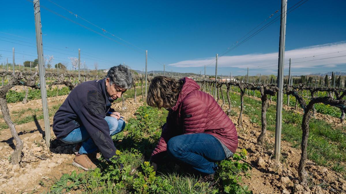 El 60% de las bodegas españolas han reducido el gasto de agua y un 80% han bajado su huella de carbono
