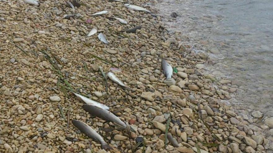 El agua se pudre en el río Girona en Dénia y provoca muerte de peces y malos olores